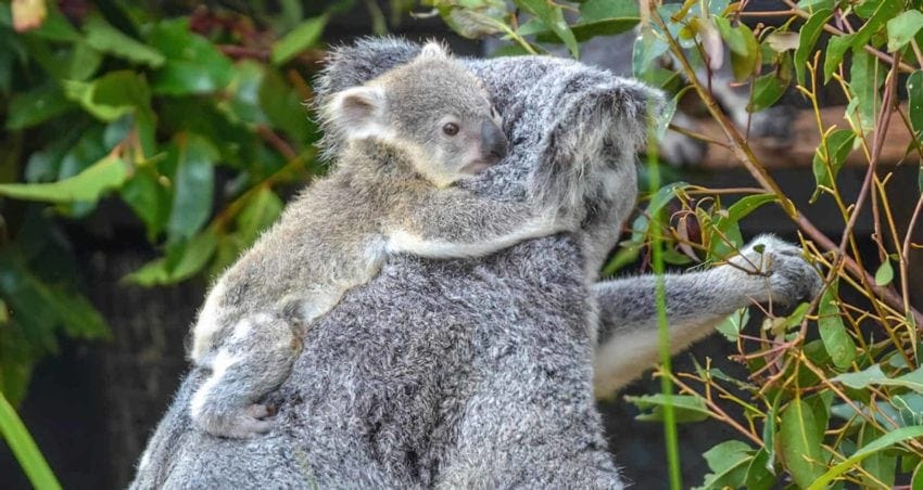 destacadaanimales
