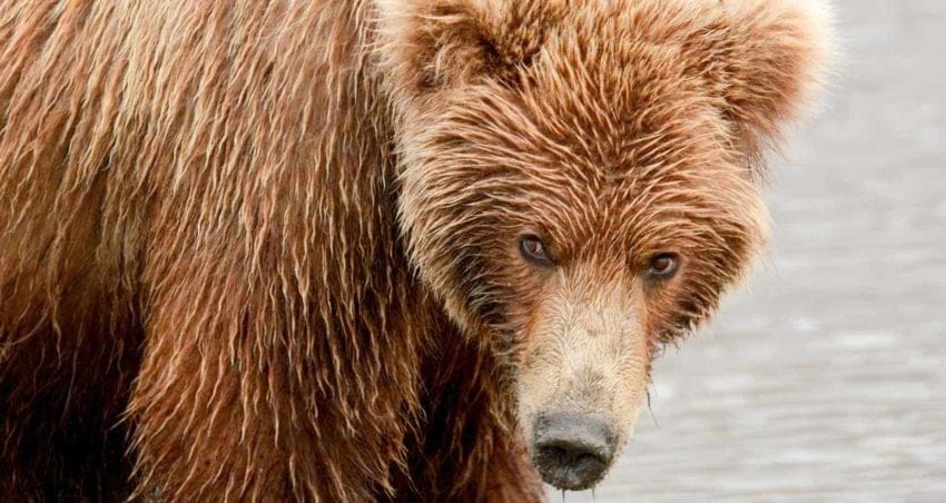 destacadasfotosalalaska