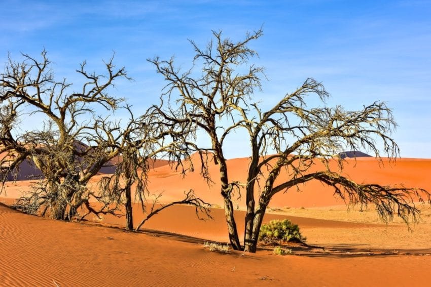Desierto del Namib: Sossusvlei, Deadvlei, Duna45 y Sesriem 9 desiertonamib13