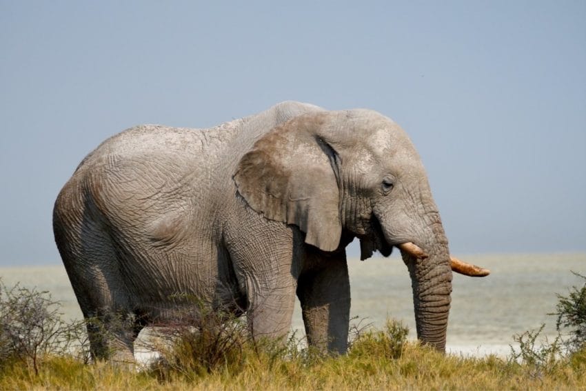Safari en el Parque Nacional Etosha: nuestra EXPERIENCIA 9 etosha04