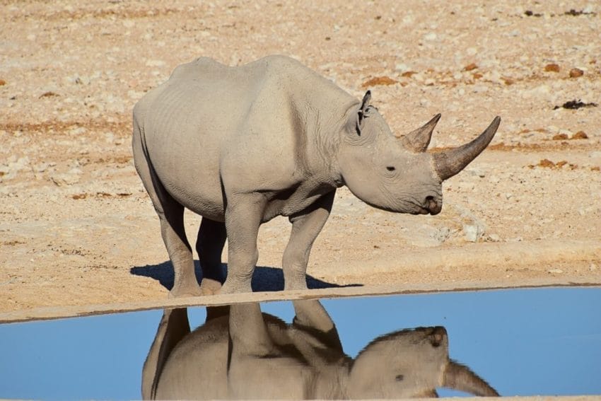 Safari en el Parque Nacional Etosha: nuestra EXPERIENCIA 10 etosha05