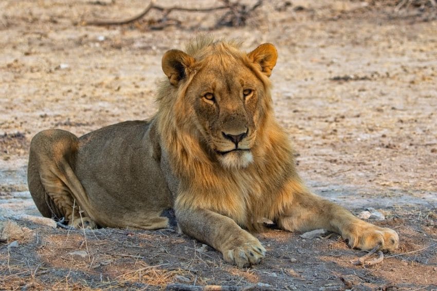 Safari en el Parque Nacional Etosha: nuestra EXPERIENCIA 11 etosha06