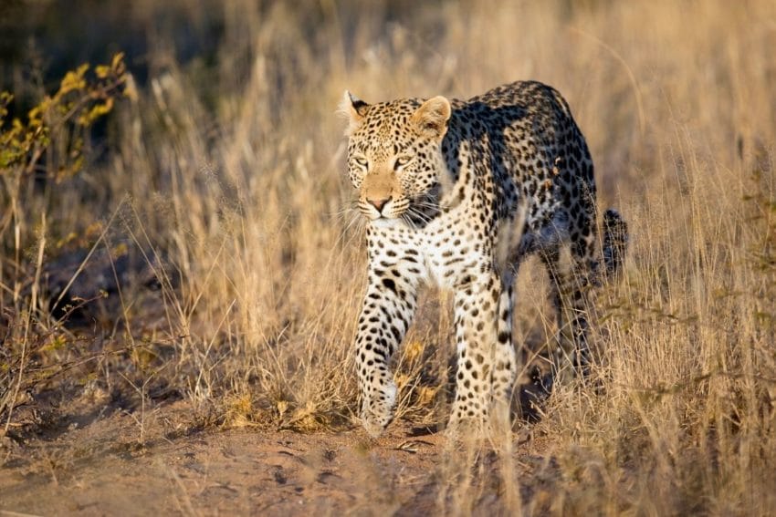 Safari en el Parque Nacional Etosha: nuestra EXPERIENCIA 12 etosha07