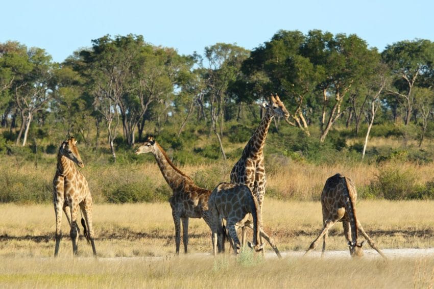 Tsumkwe Lodge, opinión de un ecolodge entre bosquimanos 26 tucsintsumkwelodge23