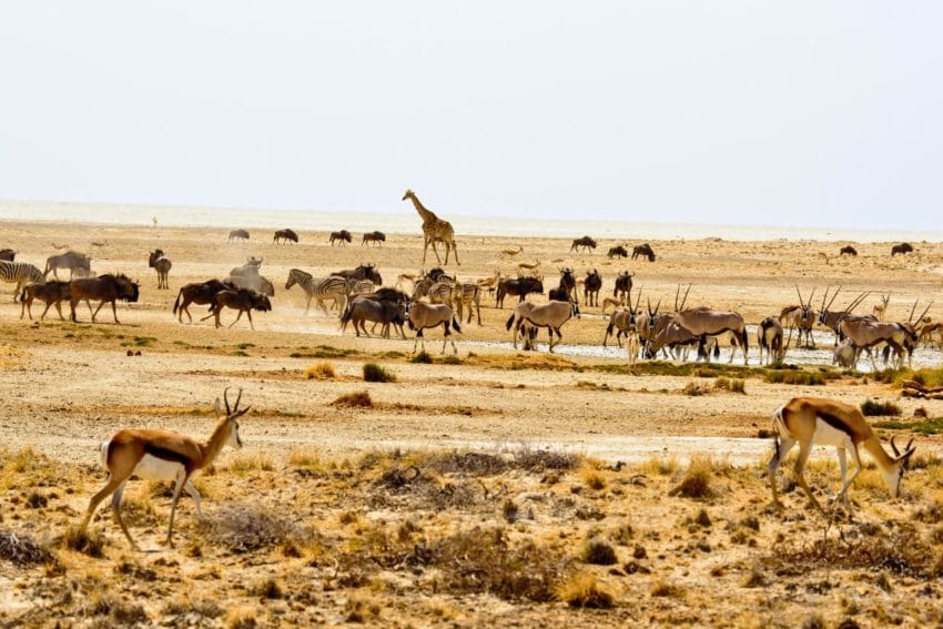 Waterberg Wilderness, opinión del lodge con mejor entorno 30 waterbergwilderness19