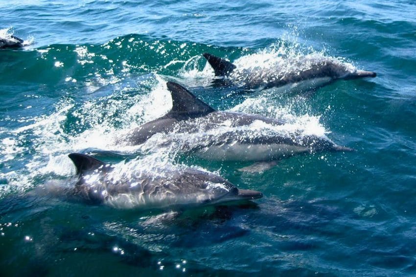 Las 7 mejores experiencias que hacer en Gran Canaria 7 quehacerengrancanaria13