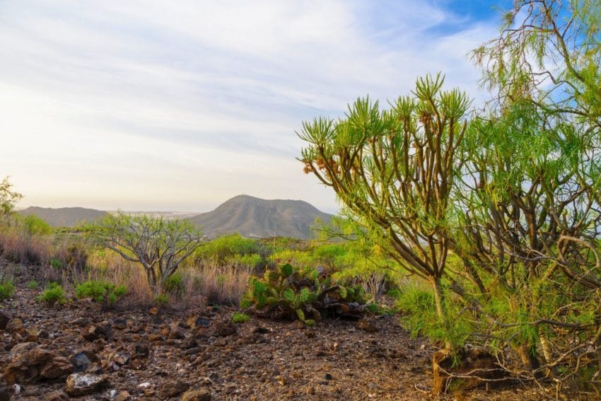 11 imprescindibles que ver, hacer (y comer) en Tenerife 45 tenerife16