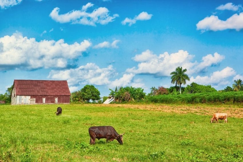 Excursión al Valle de Viñales desde La Habana (y ¿dormir?) 45 vinalesdesdelahabana35-1