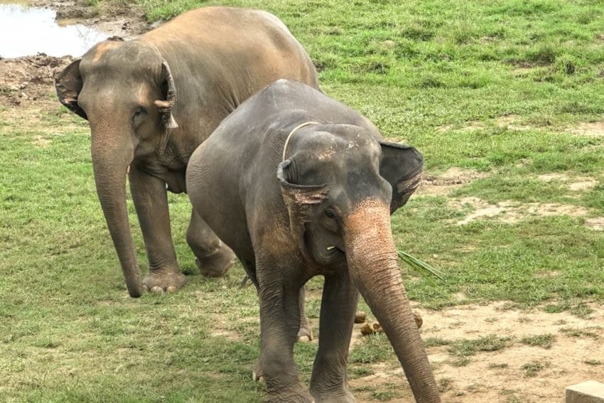 Visita santuario de elefantes en Chiang Mai (Kanta), OPINIÓN 6 d09-05