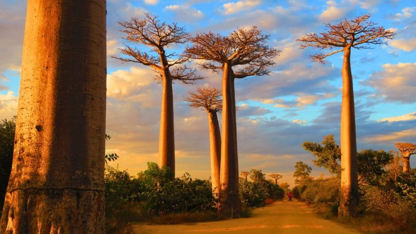 madagascar-destacada