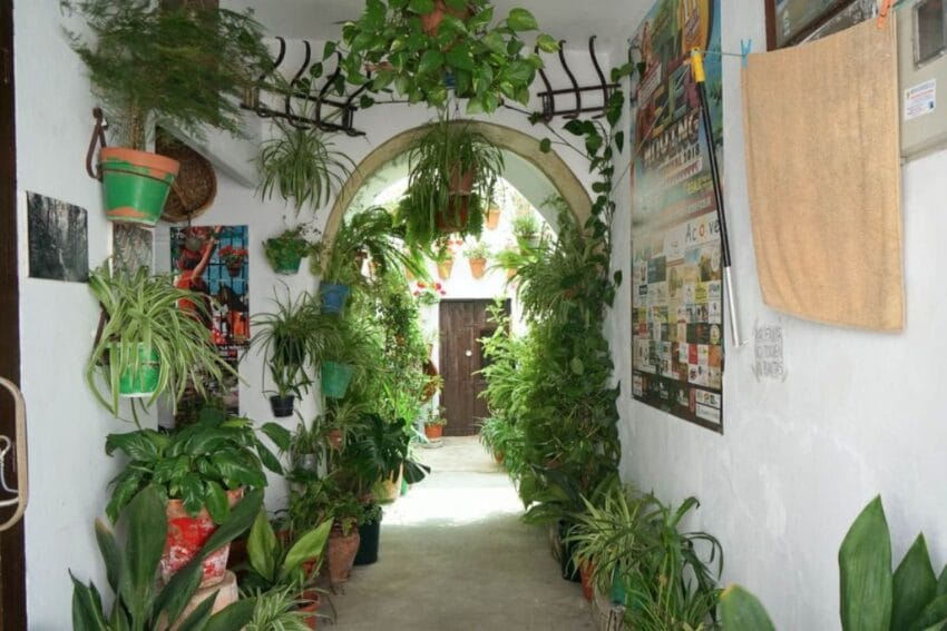 Qué ver en Vejer de la Frontera (y sus Molinos de Viento) 10 queverenvejer60