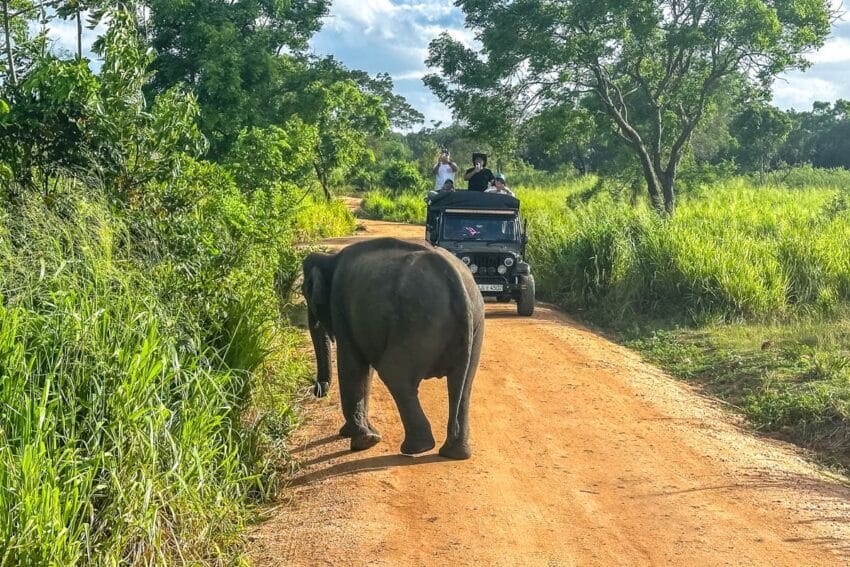 Hiriwadunna y safari de elefantes en Sri Lanka 7 d03-45